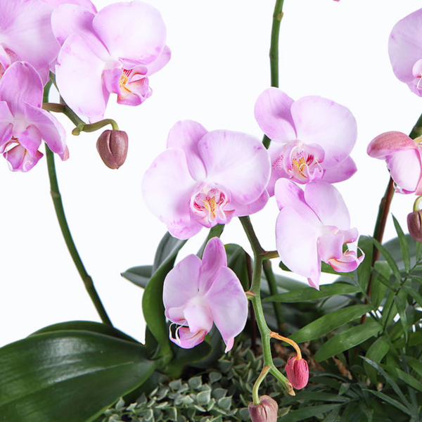 A multi-stem phalaenopsis orchid presented in an elegant ceramic pot