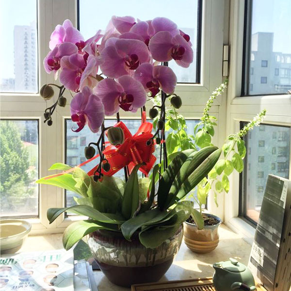 A multi-stem phalaenopsis orchid presented in an elegant ceramic pot
