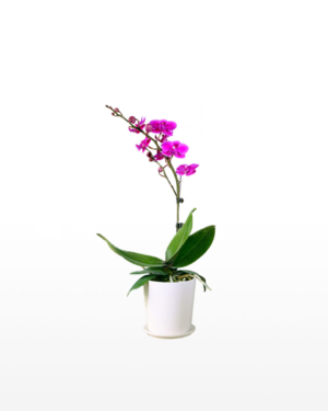 A single stem phalaenopsis orchid presented in an elegant ceramic pot