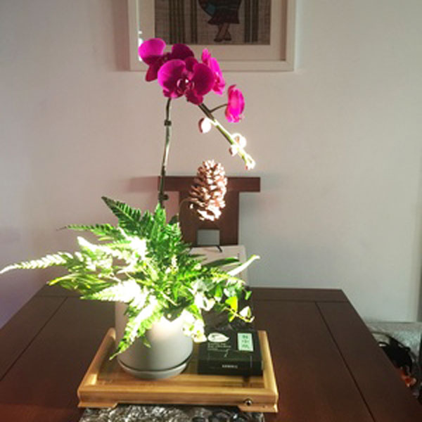 A single stem phalaenopsis orchid presented in an elegant ceramic pot