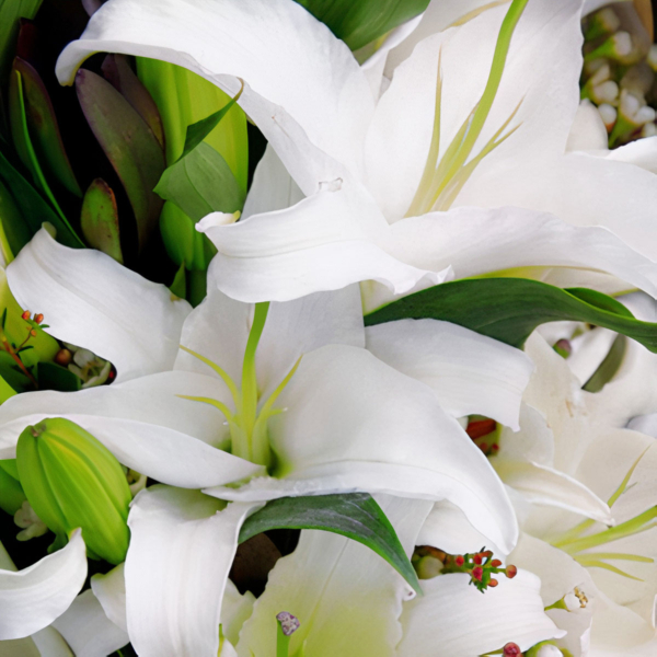 Medium bouquet of 6 white lilies and foliage accents wrapped in quality matte paper