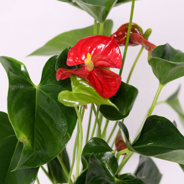 Red Anthurium Indoor Plant